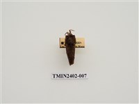藏品(大斑Y枯葉蛾)的圖片